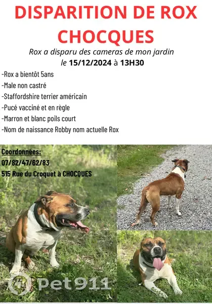 Disparition de Rox, staff américain 5 ans - photo