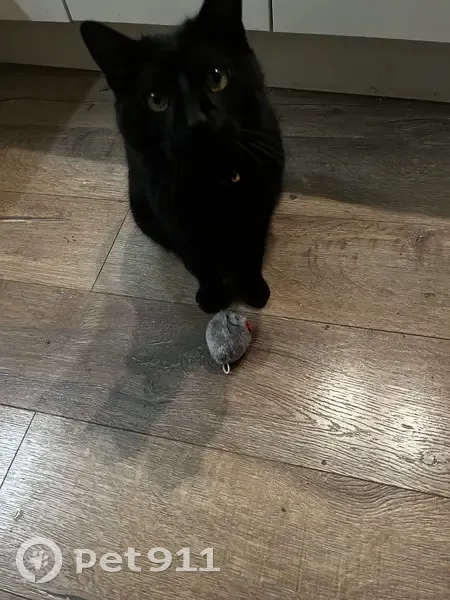 Chat noir 10 ans perdu à Saint-Lager - photo
