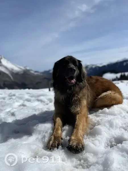 Chienne Leonberg fauve perdue à Nâves - photo