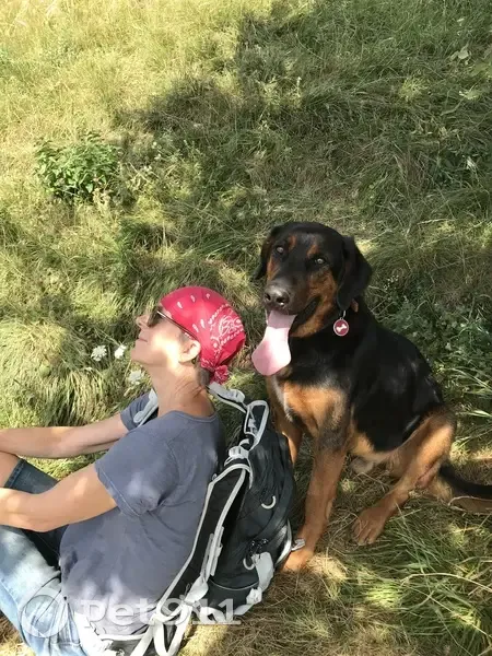 Beauceron mâle perdu à Arquenay - photo