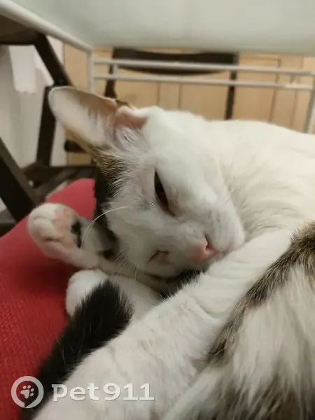 Chat européen perdu à Garches - photo