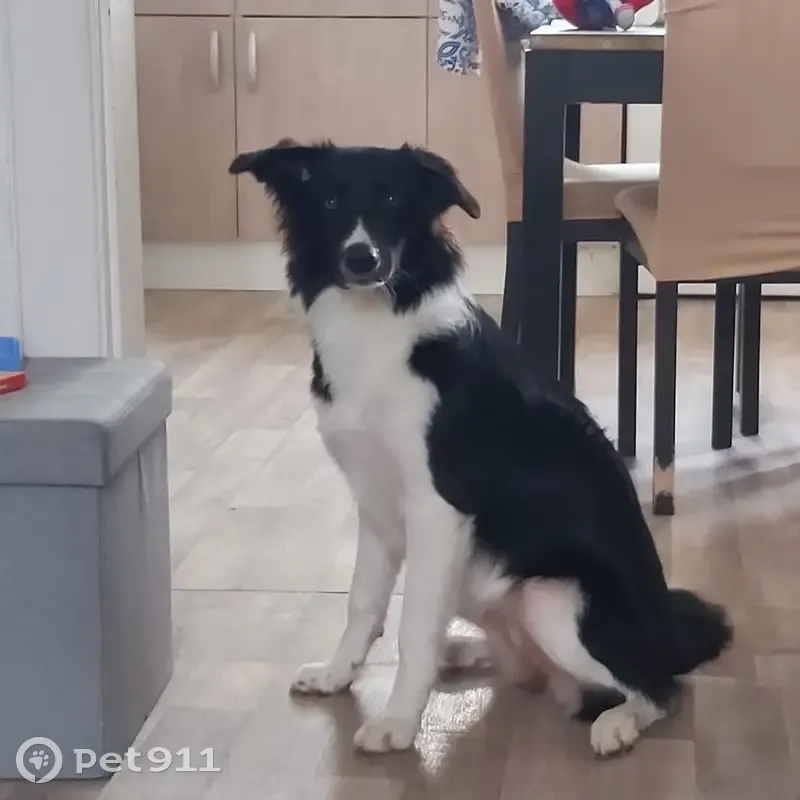Chienne border collie perdue à Surcamps - photo