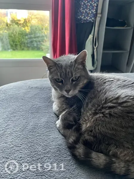 Chatte grise 8 ans disparue à Verson - photo
