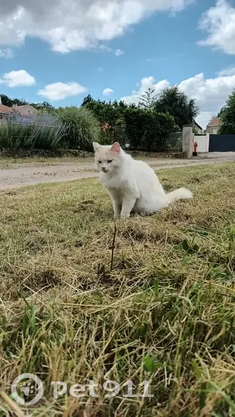 Chat blanc-roux disparu à Chazeaux - photo