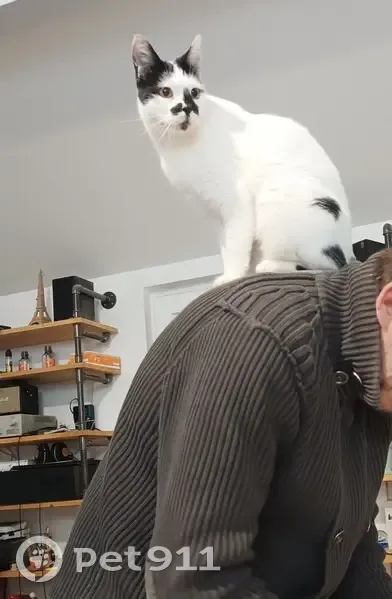 Jeune chatte européenne perdue - photo