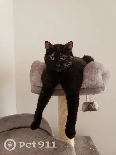 Chatte Nuts perdue à Gelos, tâches œil gauche - photo