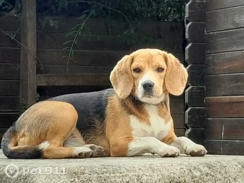Beagle perdue avec collier marron - photo