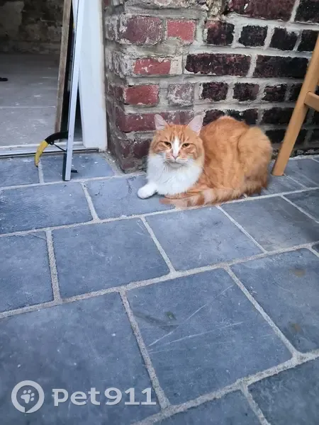 Chat roux perdu, Rue Joseph Gombert, Hantay - photo