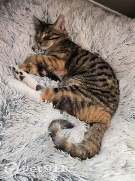 Chatte tigrée perdue, Hantay - photo