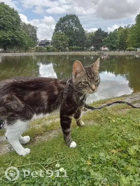 Chat perdu à Vitré, rue des Bénédictins - photo