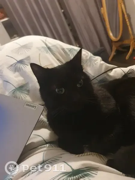 Chatte noire 3 ans disparue à Bassillac - photo