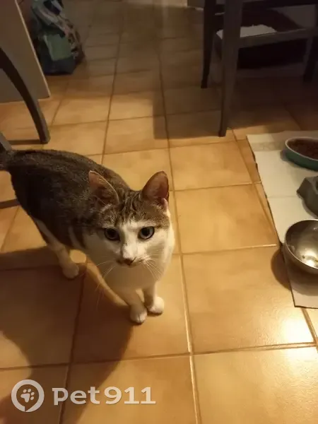Chatte blanche et tigrée perdue à Pontoise - photo