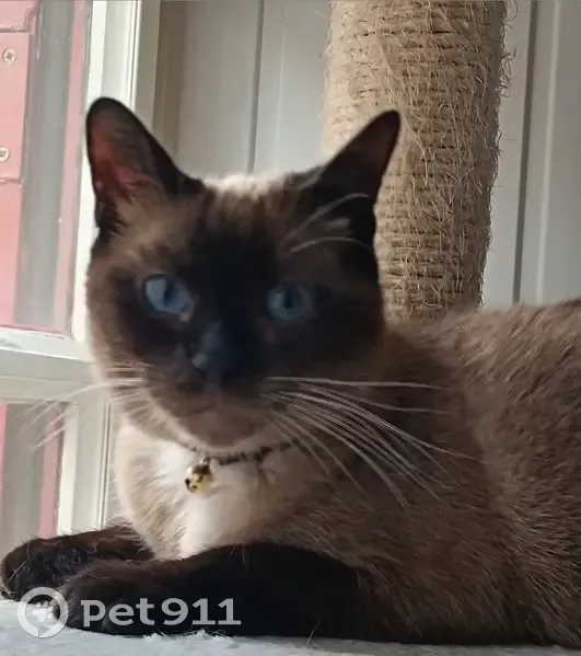 Chat siamois perdu à Vic-le-Comte - photo