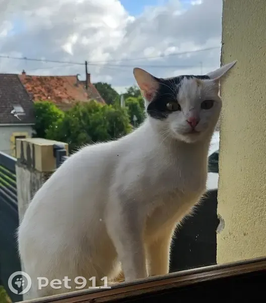 Chat Perdu à Grossouvre: Priska Tricolore - photo