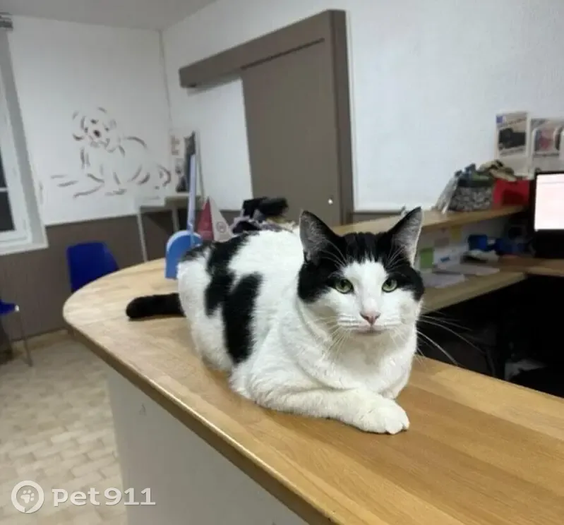 Chat perdu : Aidez-nous à retrouver Cozo ! - photo