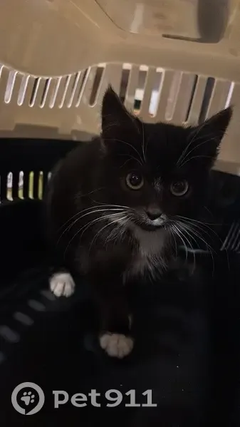 Chaton noir et blanc trouvé à Évron - photo
