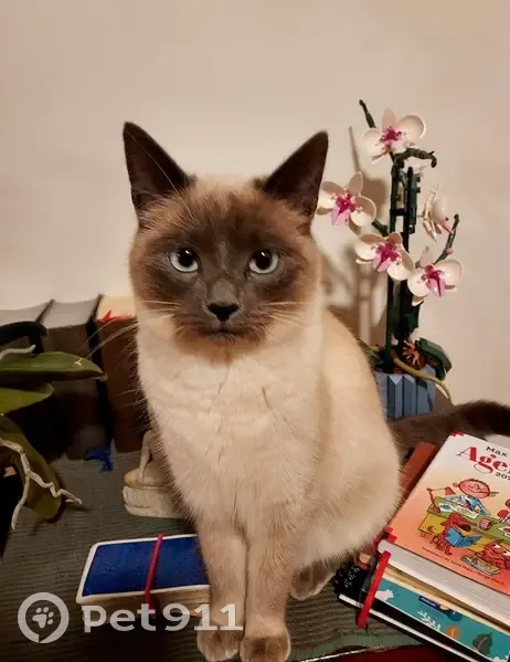 Chatte siamoise beige disparue à Lannion - photo