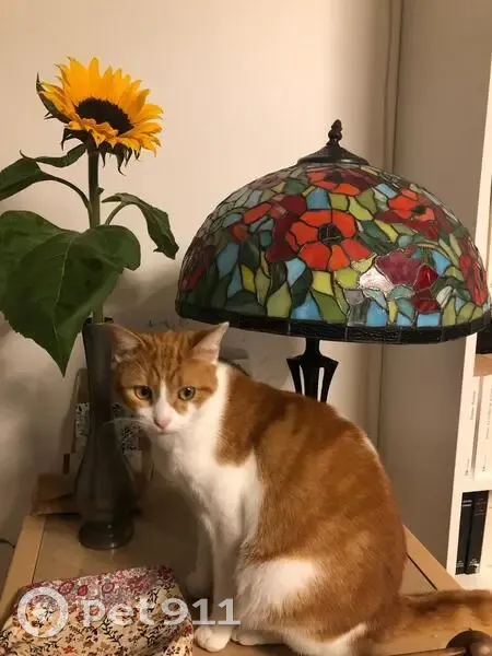 Chat blanc et roux perdu à Vannes - photo