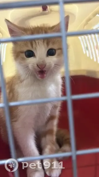 Chaton trouvé, 4 mois, Blanquefort - photo