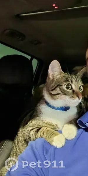 Chatte tigrée disparue à Argenteuil - photo
