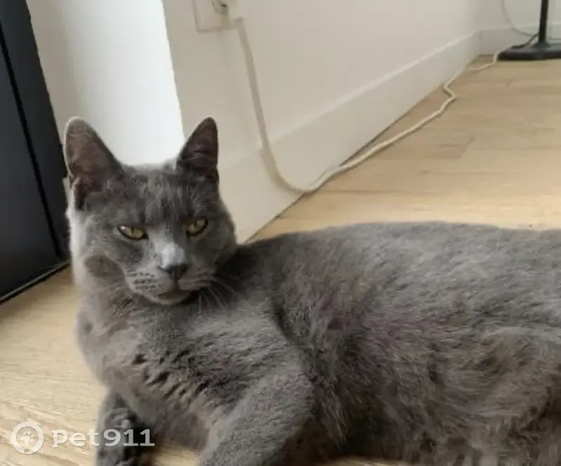 Chat gris 4 ans perdu à Rennes - photo