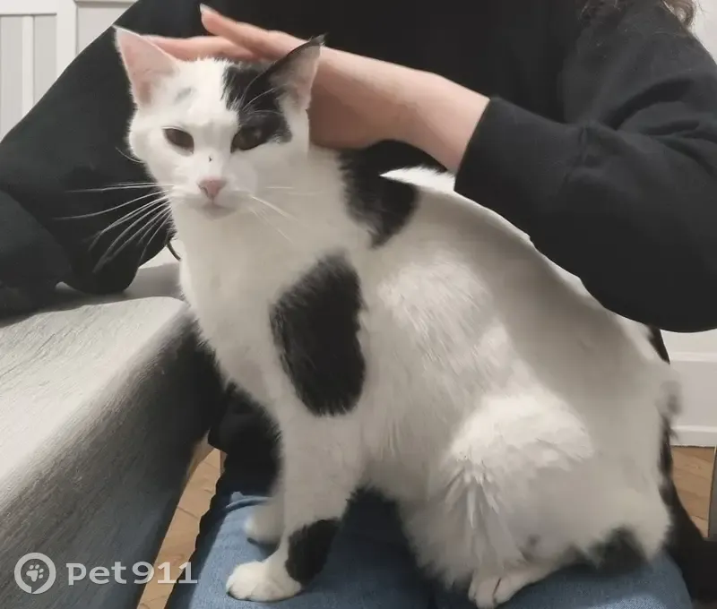 Chat mâle blanc/noir trouvé à Dijon - photo