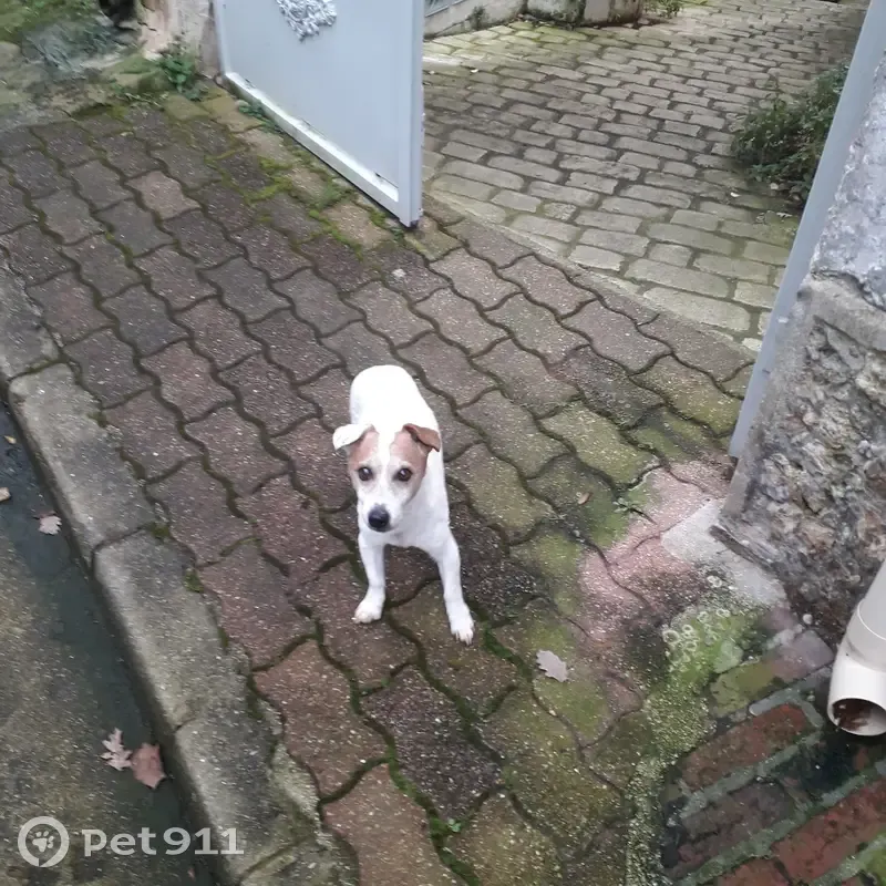 Jack Russel trouvé à Auvers-sur-Oise - photo