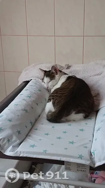 Chatte blanche et tigrée perdue à Hauteville - photo