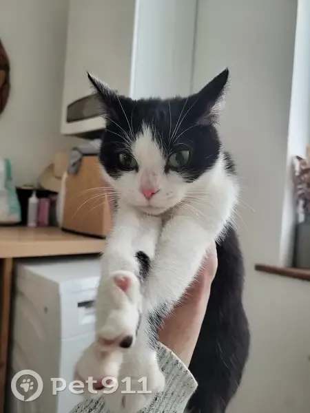 Chat trouvé à Ronchin (Hauts-de-France) - photo
