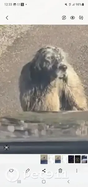 Chien trouvé peureux, blanc/marron à Brussey - photo