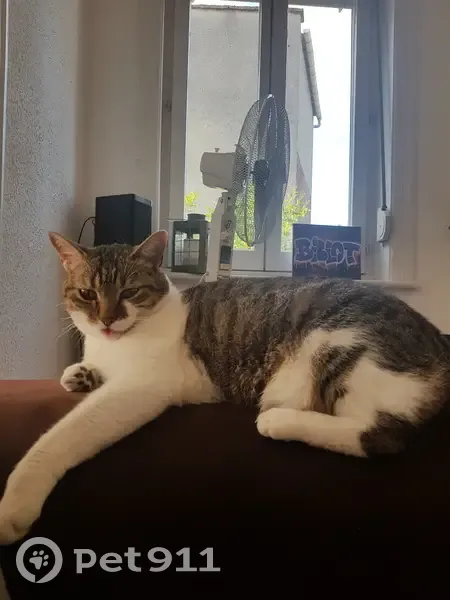 Chatte tigrée Fripouille perdue à Montigny - photo
