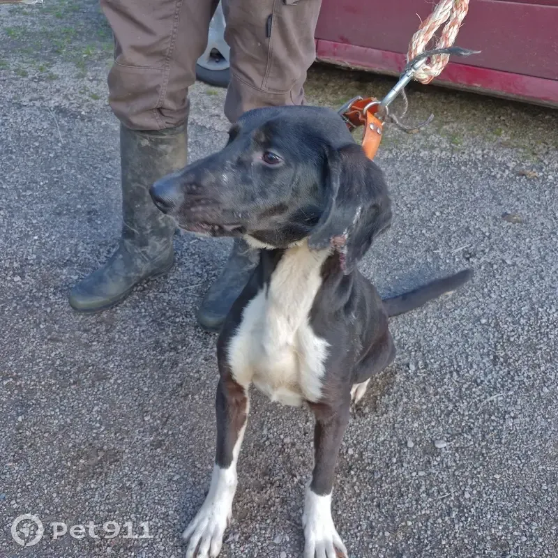 Jeune chien blessé trouvé à Dun-les-Places - photo