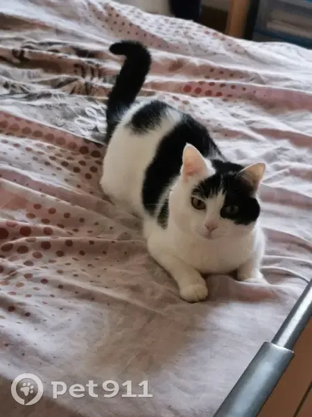Chatte peureuse perdue à Trégonneau - photo