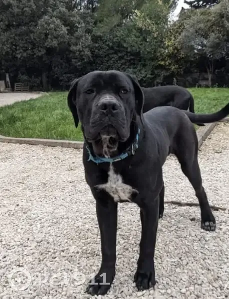 Cane corso noir perdu à Pélissanne - photo