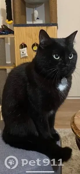 Chatte noire Sally perdue avec harnais bleu - photo