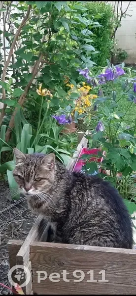 Chatte âgée tigrée disparue à Alfortville - photo