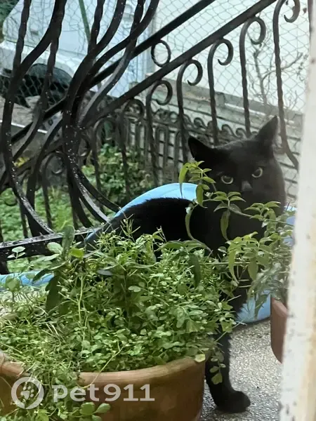 Chat craintif trouvé, boîte, Avenue des Glycines - photo