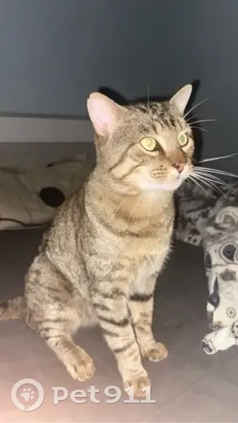 Chat perdu à Bruges : mâle européen 4 ans - photo
