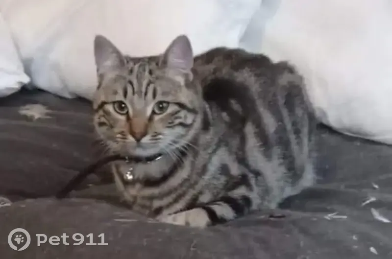 Chat Européen Tabby perdu à Confolens - photo