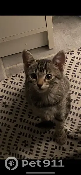 Chia, chatte grise perdue à Châtellerault - photo