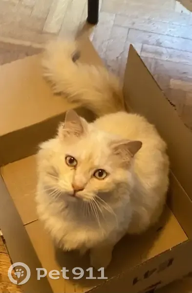 Chat blanc aux yeux bleus perdu à Paris - photo