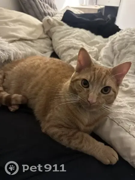 Chat roux tigré perdu à Cenon - photo