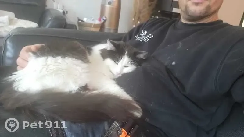 Chatte noire et blanche perdue à Noyal - photo