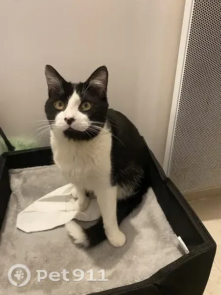 Chat trouvé à La Queue-en-Brie - photo
