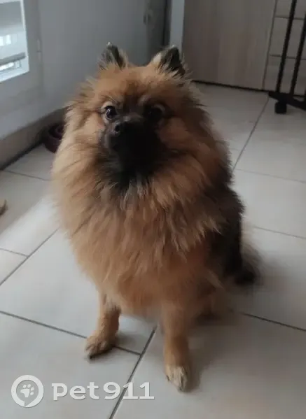 Chienne spitz perdue à La Sauve - photo