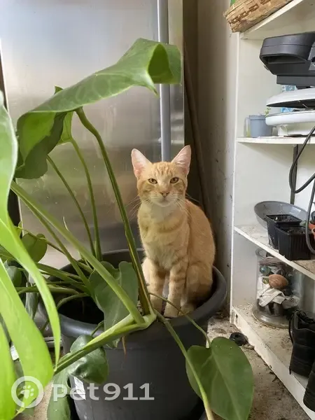 Chat roux disparu à Toulenne - photo