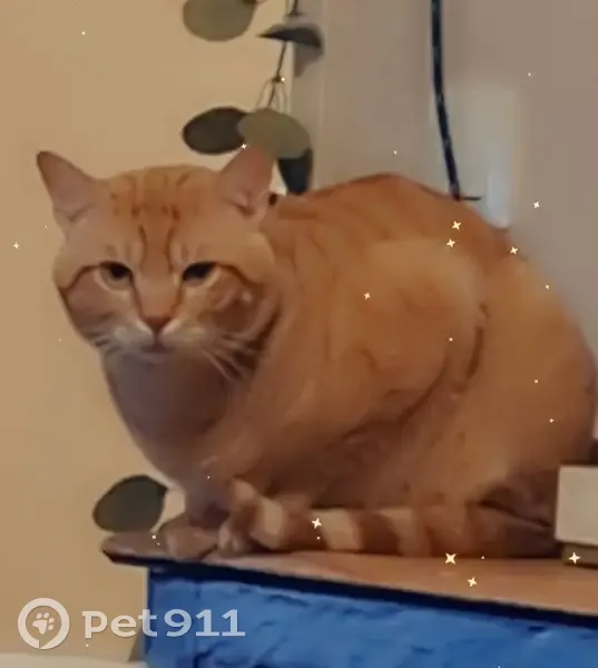 Chat roux 2 ans perdu à Castres - photo