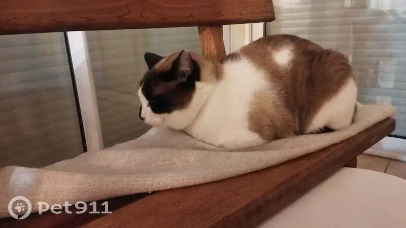 Chat mâle blanc perdu à Barberaz - photo