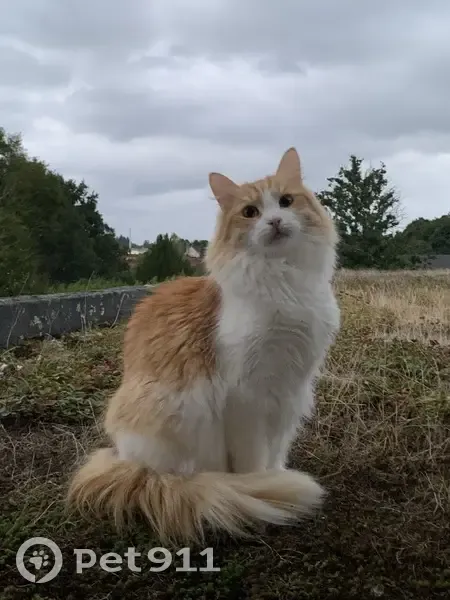 Sibérien perdu, craintif à Rochechouart - photo
