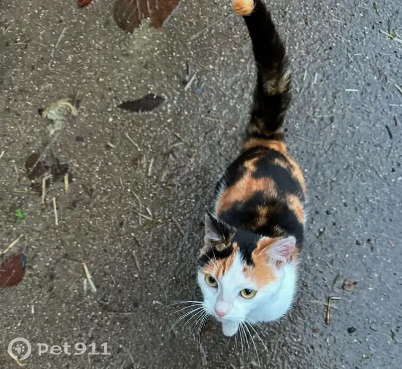 Chatte tricolore docile trouvée à Dienne - photo